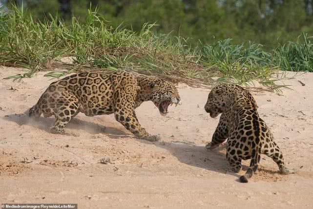 巴西摄影师河岸拍下美洲豹打架,面露獠牙身姿矫健,跳跃卷起沙土