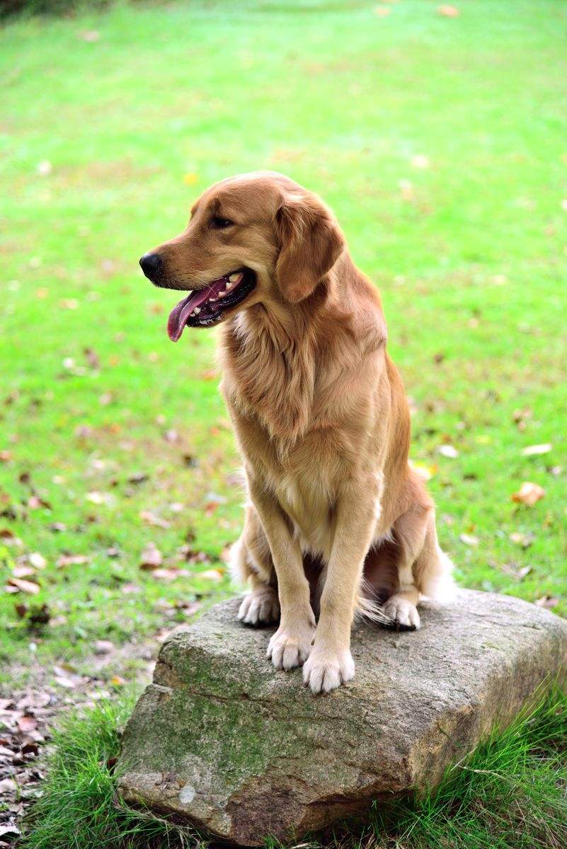 如何让狗狗学会坐下口令?教你一招  简单!快速!