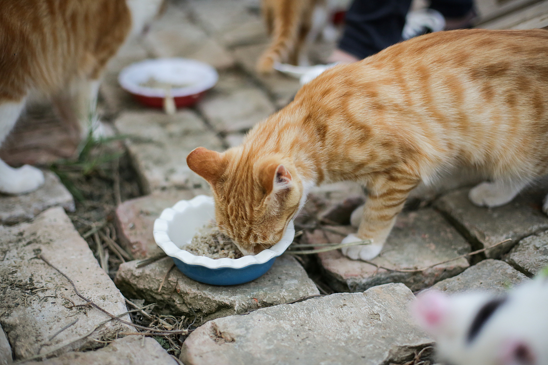 散养的农村猫咪通常会根据饥饿感和食物可得性来决定进食时间和食量.