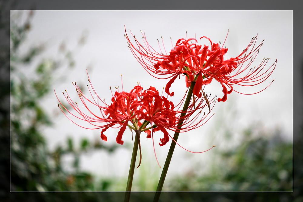 七夕即将来临,下面四种花你最喜欢哪一种,测你的七夕怎么过?