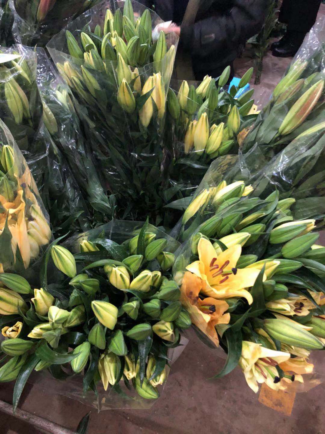 实地探访!周末走进云南昆明斗南花市的百合花市场(多图)