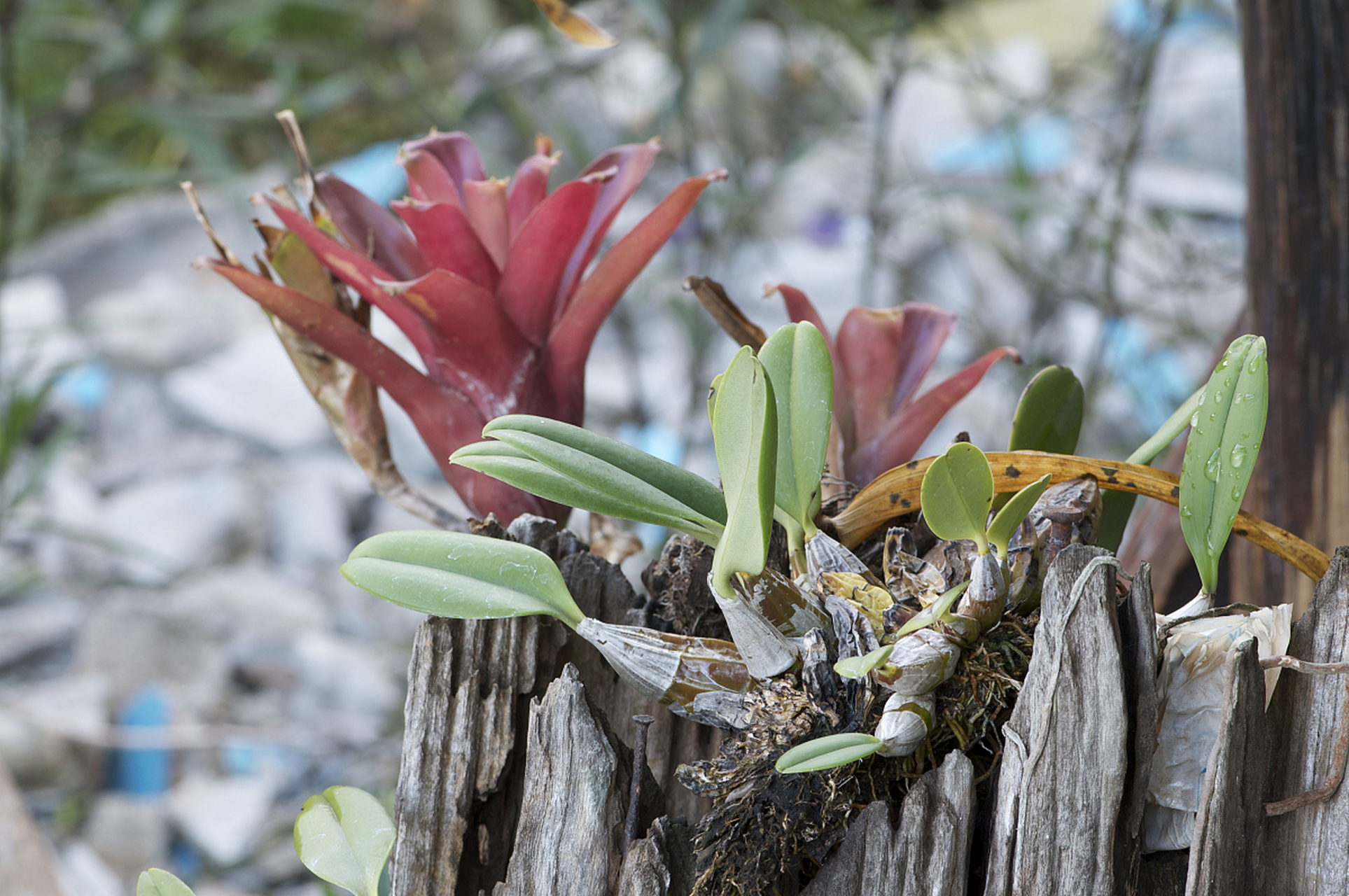 雪山石斛手串是一种用名贵中草药雪山石斛制成的佩戴品,颜色一般为浅