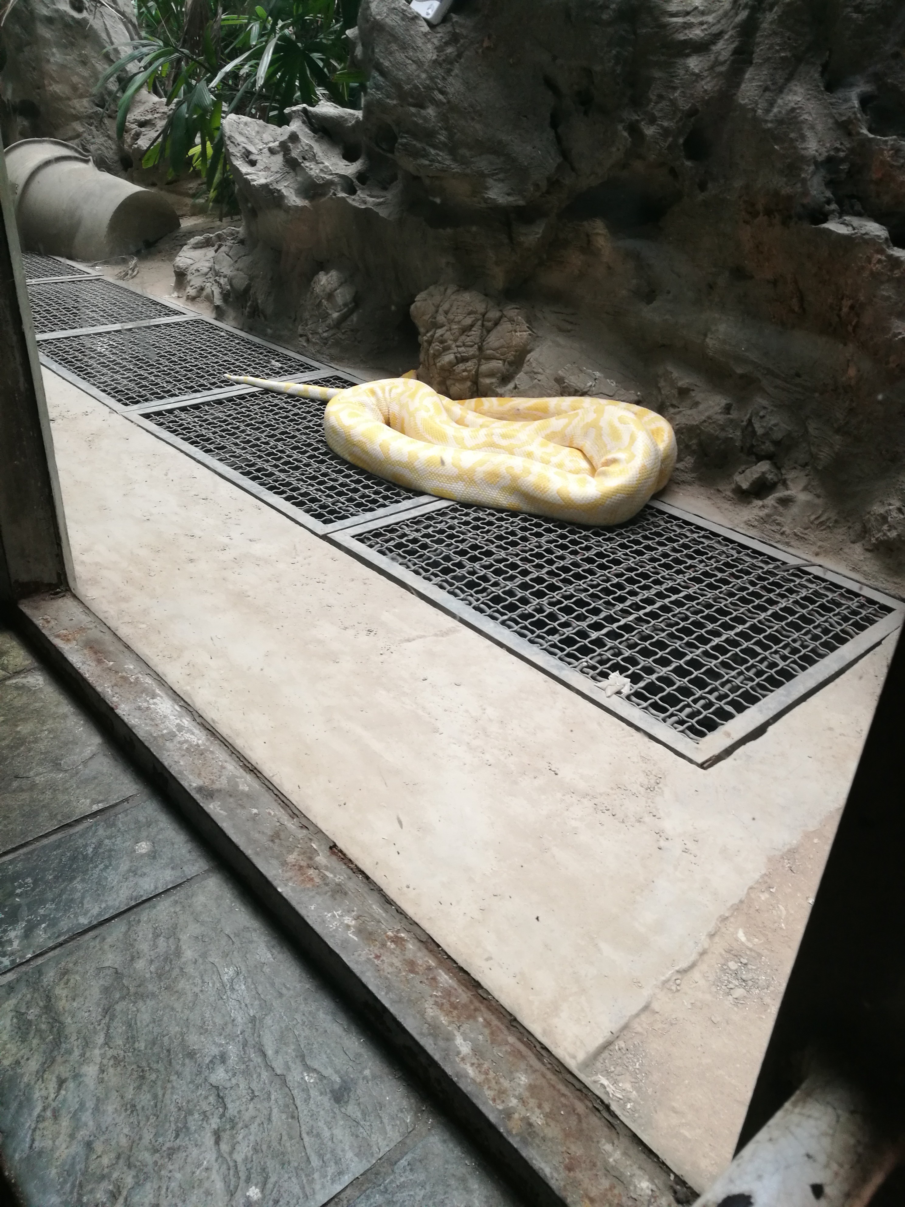 北京动物园蟒蛇死亡图片