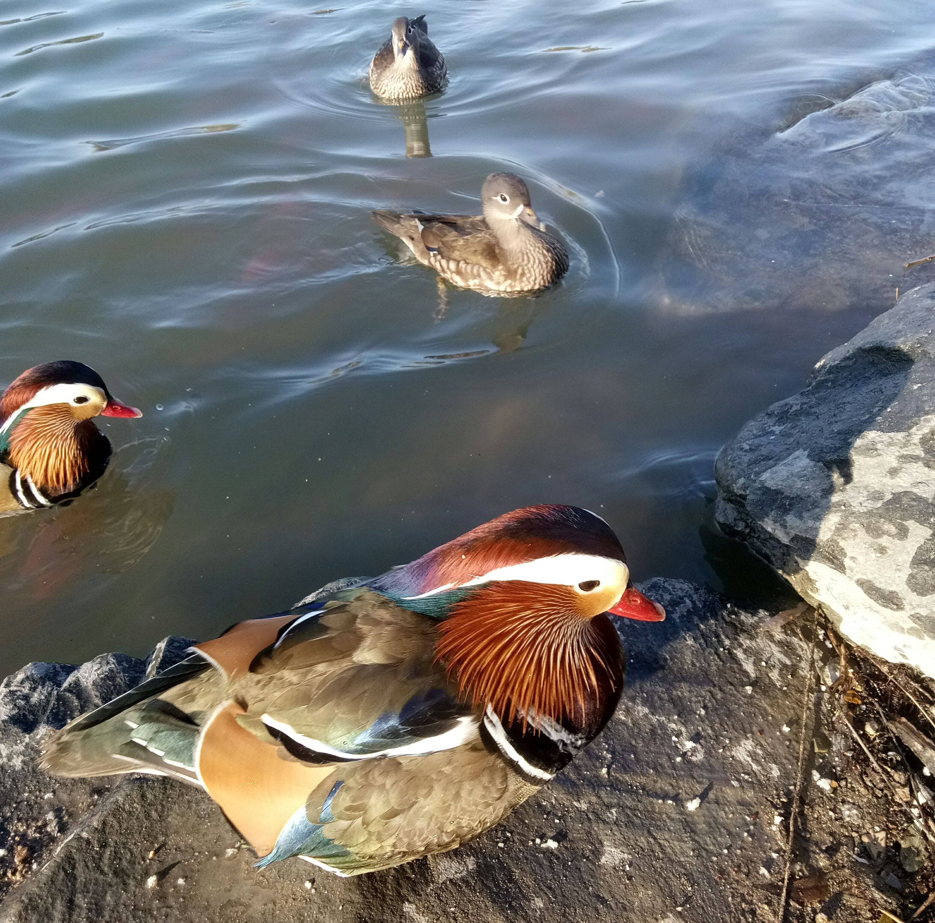 春天来了,燕园未名湖的鸳鸯鸭子戏水,真是太美啦