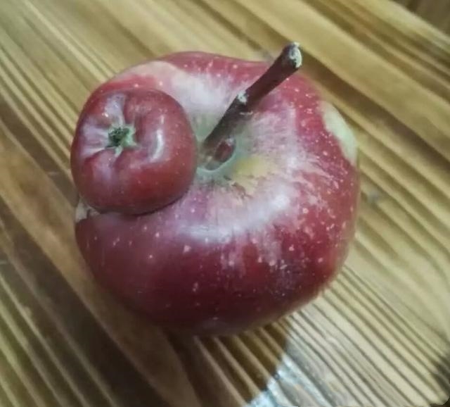 世界上最奇葩的苹果,图四恶心的没人敢吃,图五只能靠你来解读了