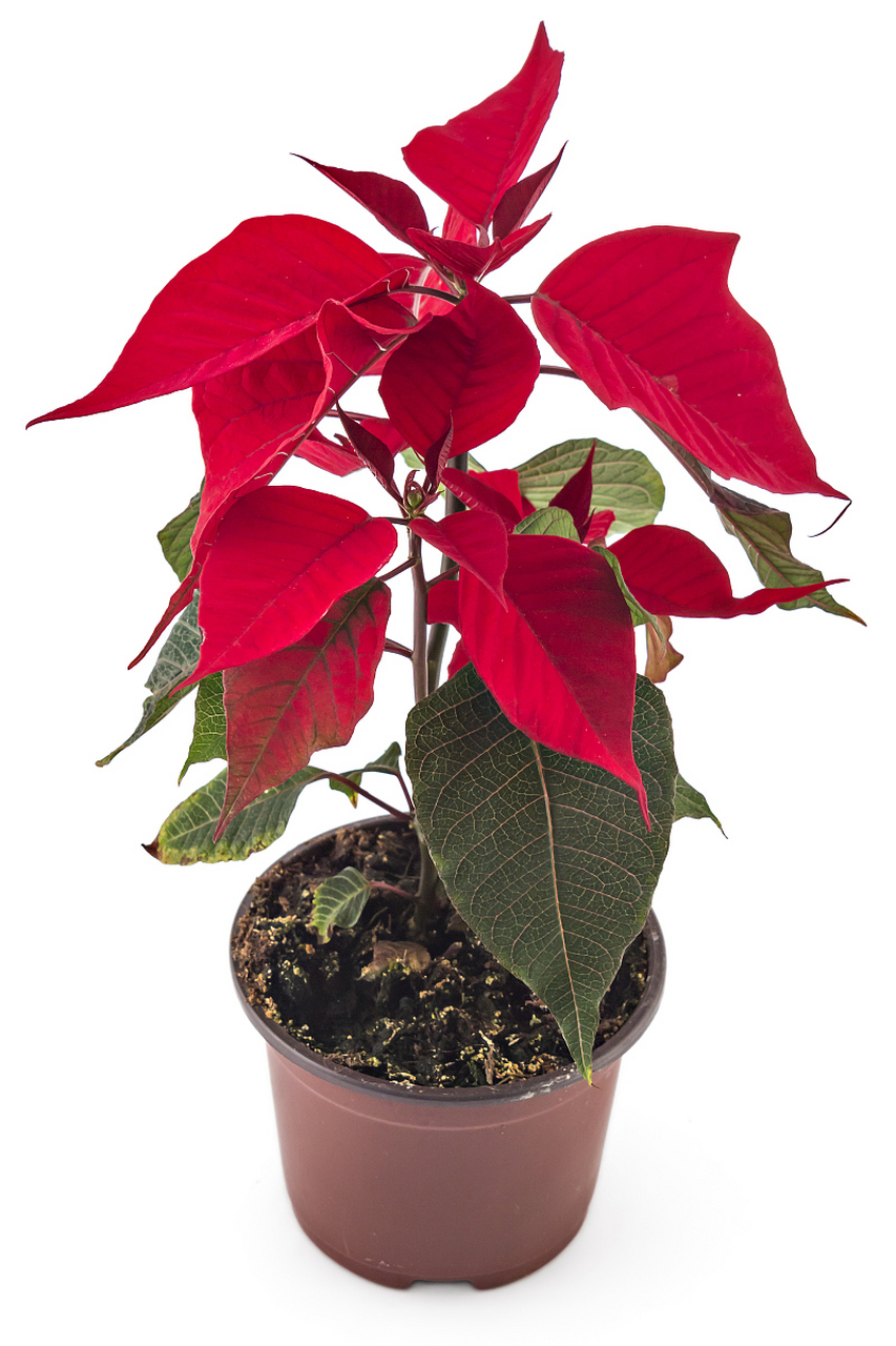 今天,我将为大家详细介绍如何养殖铁海棠,并分享一些需要注意的事项.