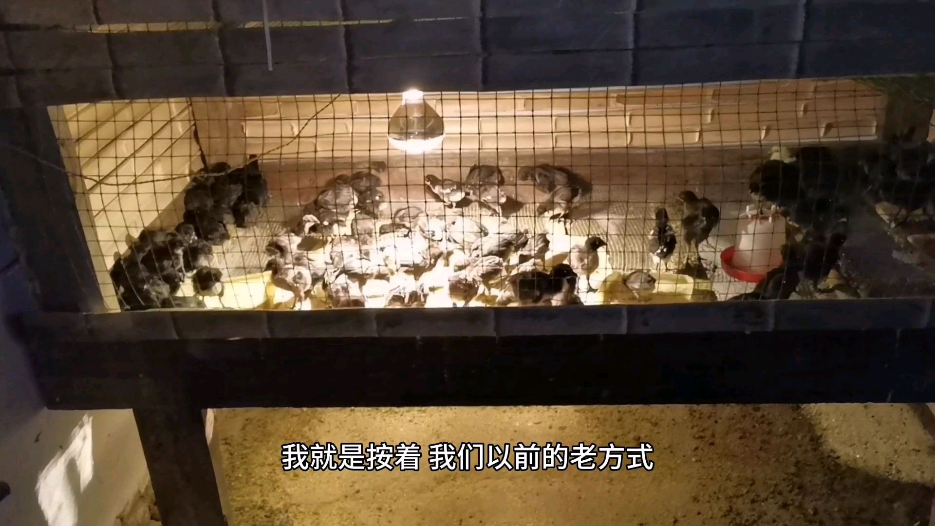 播种春天里 五黑鸡苗刚出壳 开口 怎么养才好,这样养对不对