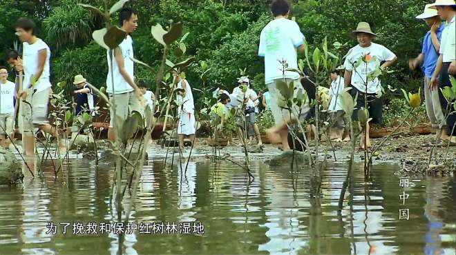 [图]美丽中国之潮涌海岸：来自不同地方的志愿者付出劳动，保护红树林