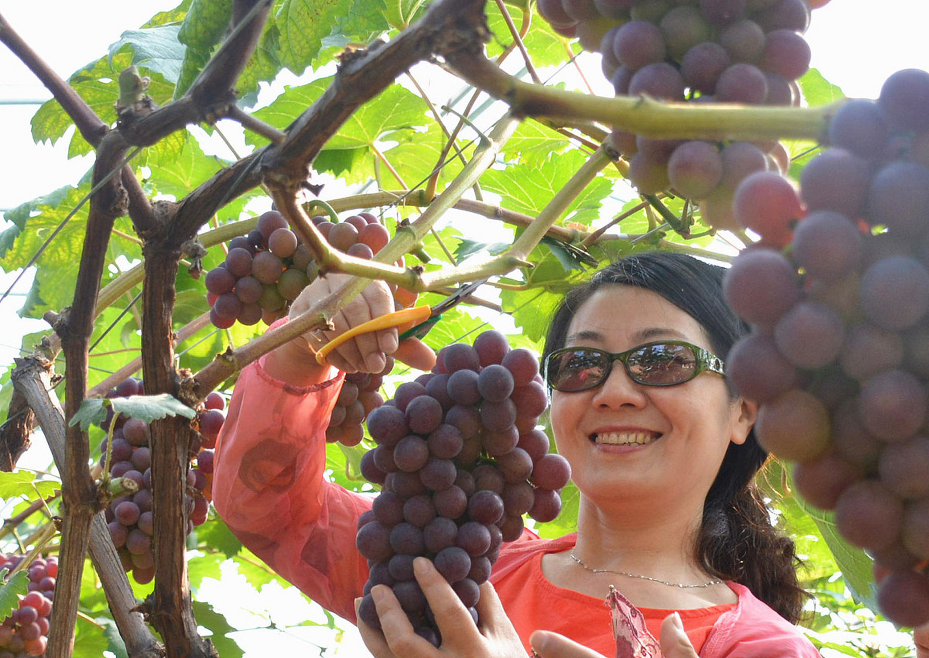 大圩葡萄是合肥乡村振兴的成功例子,政策扶持和科技助力使大圩葡萄