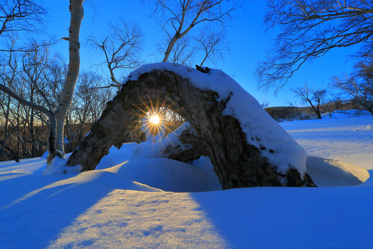 世界上最硬的树,被当作金属的替代品,能抵御住子弹攻击?