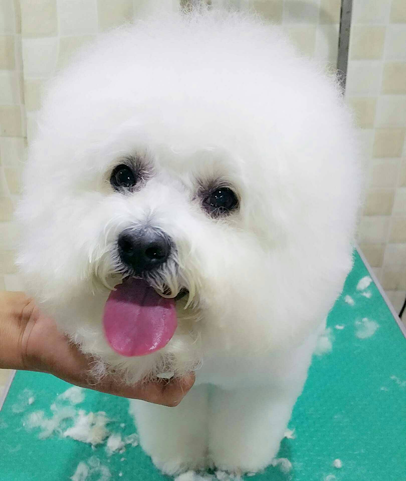 比熊犬看到自己掉毛后,趴在地上很闷闷不乐,狗子:小花会嫌弃吗