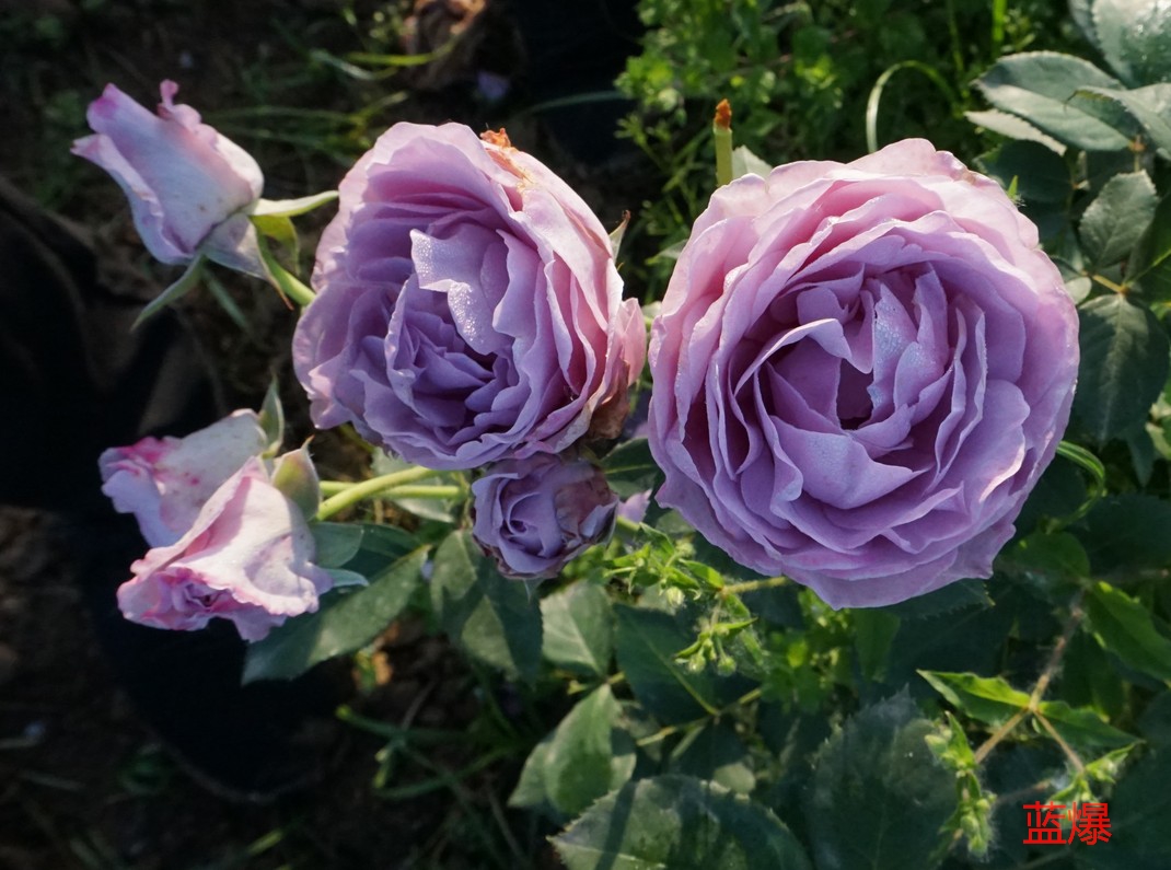 月季- 热门商品专区