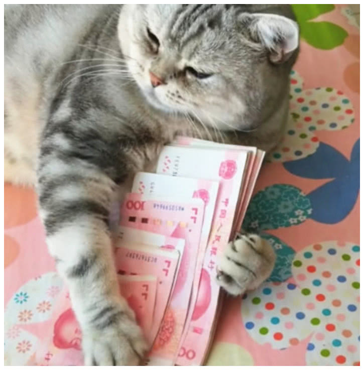 正坐在床上数钱,猫咪一把扑过来抱住钱不撒手,猫也见钱眼开?
