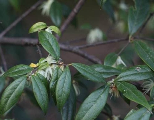 山腊梅知识科普,这些你可能不知道!