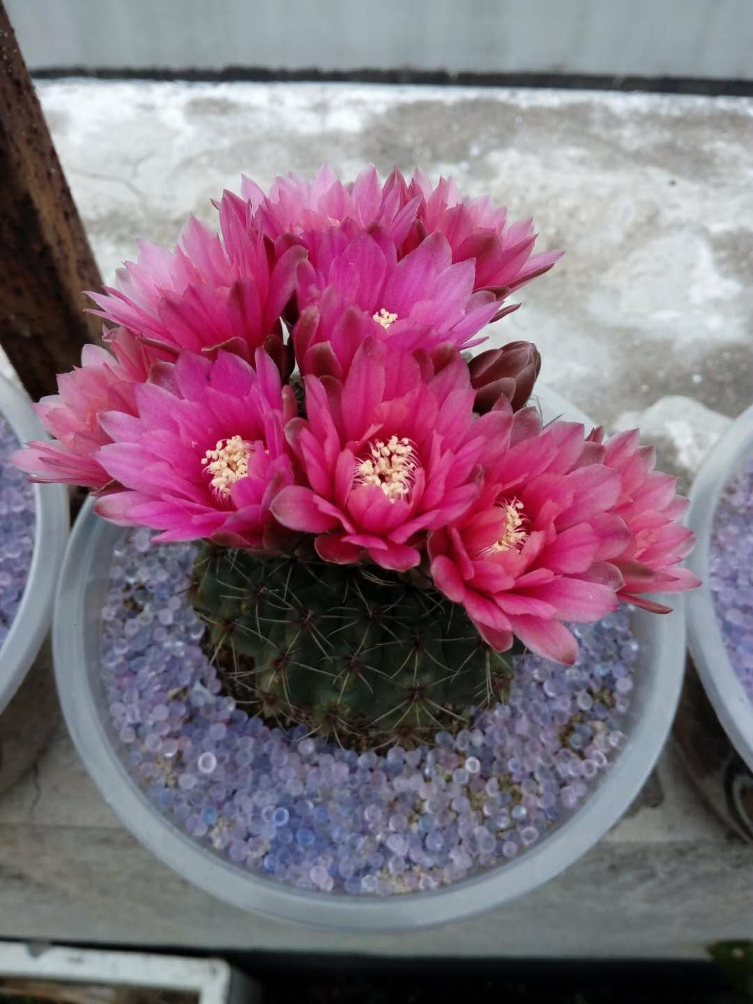 多肉植物当中开花能力最强的球,刷新了对多肉的认知,特吟诗一首