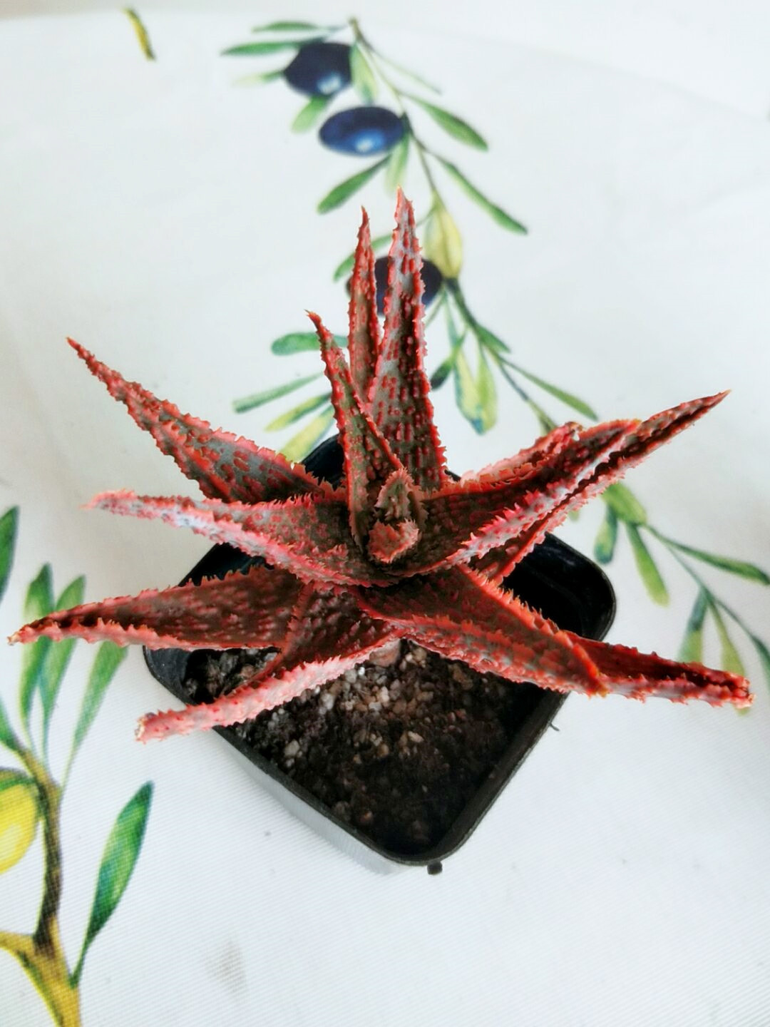 叮叮当!植物界圣诞礼物,"圣诞芦荟"戴着红帽子现身!