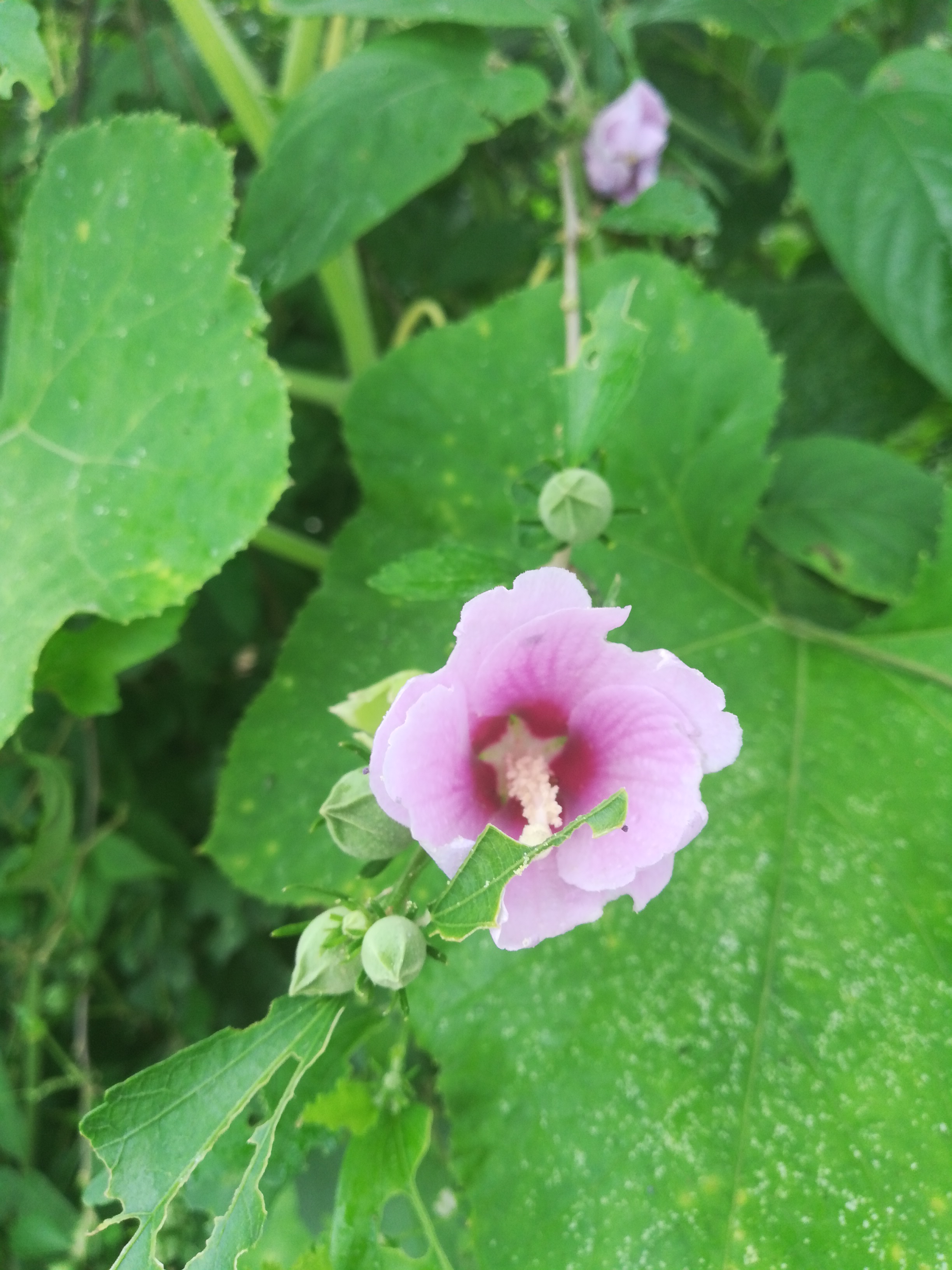 生活美拍花草集之绿意盎然