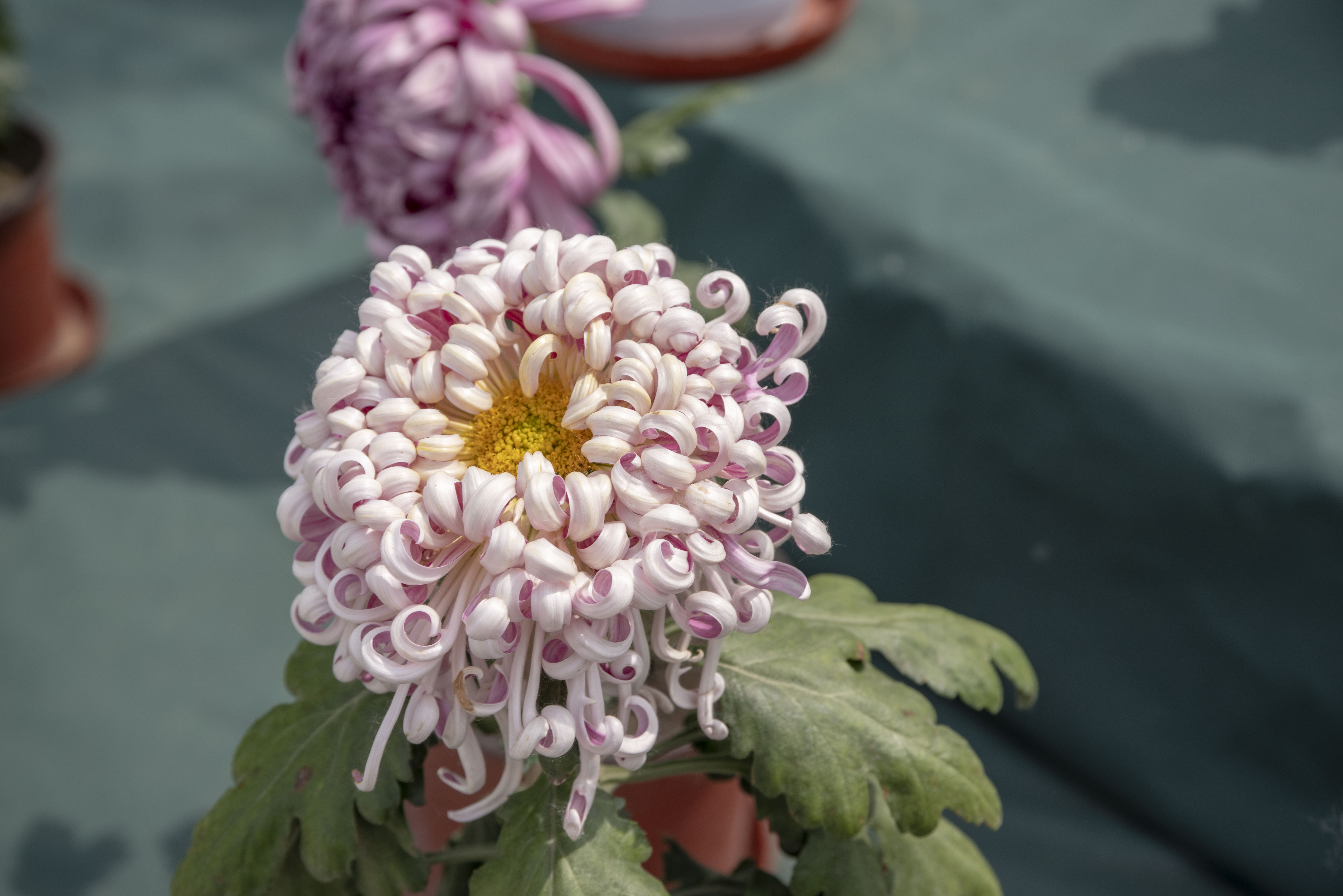 朵朵菊花,像姑娘待抛的绣球!