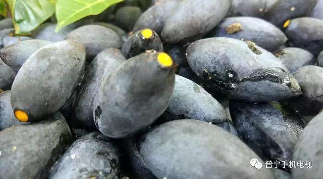 "吊思茅"乌橄榄的故乡——新联村