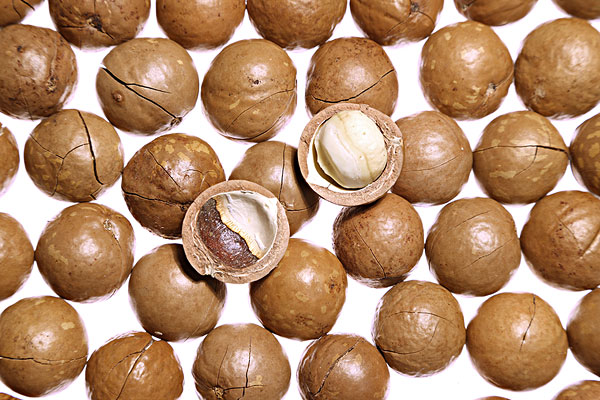 它被誉为"世界坚果之王",香脆可口,现40元一斤,市场供不应求