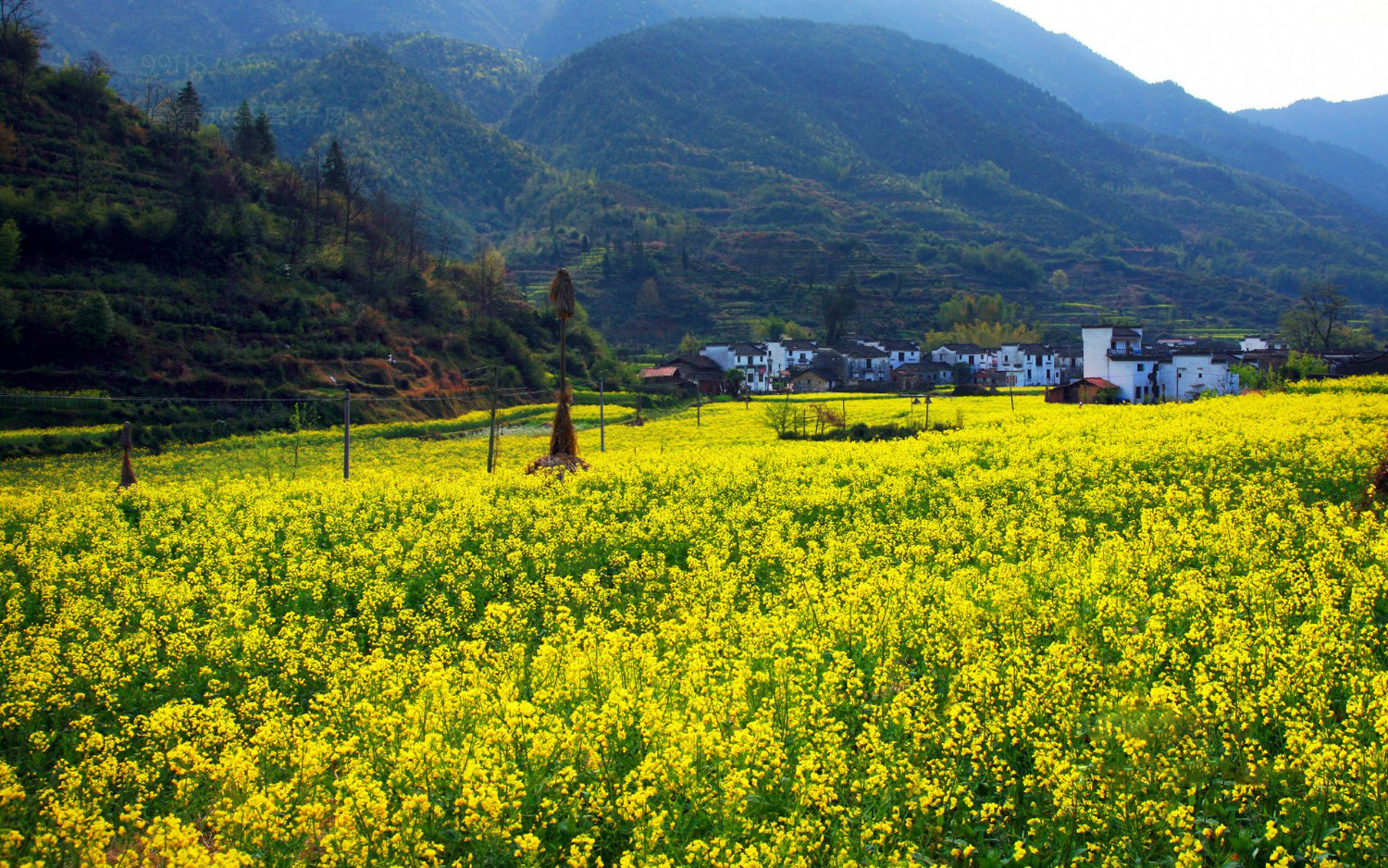 江西婺源油菜花风景实拍