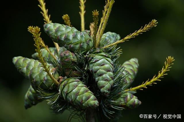 圓柏樹態秀麗優美,莖幹質地細密,不妨和我來看看吧