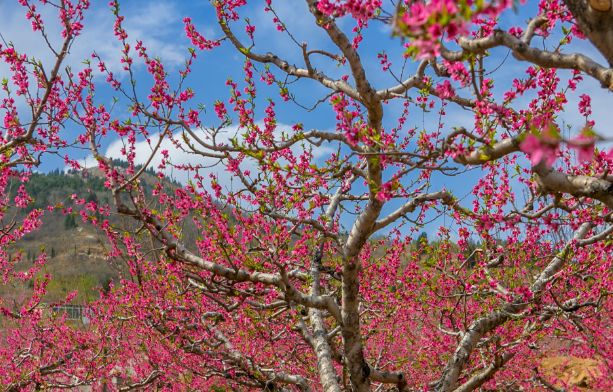 旅游:济南长清马山桃花盛开