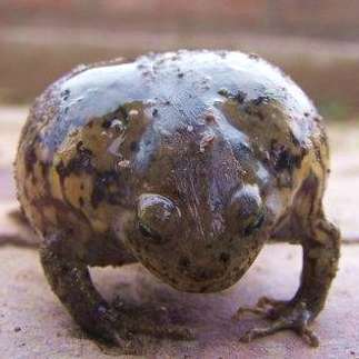 这3种动物气性太大了,还没怎么着就大了