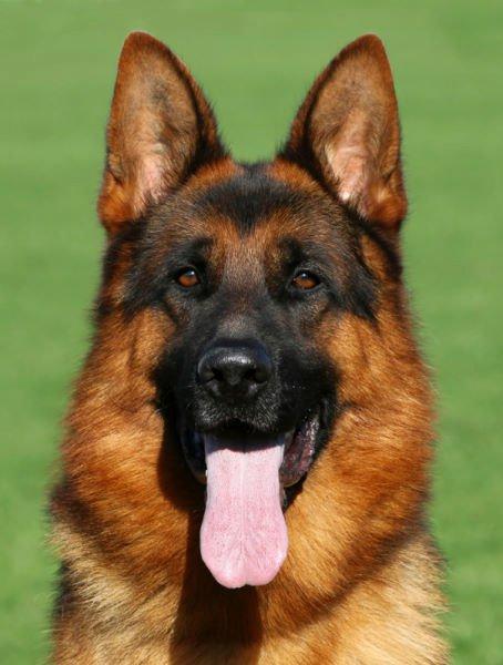 铁血战士无畏战狼,驰骋疆场的"世界犬中之王"德国牧羊犬