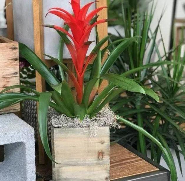 凤梨花谢后该怎么处理?狠下心剪一刀,侧芽扔水里呼呼窜根