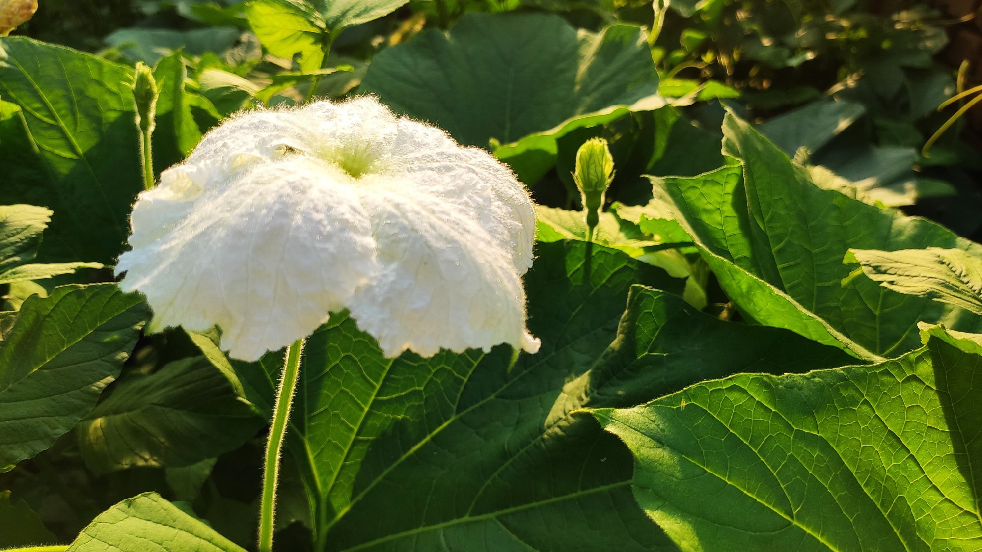 农村常见葫芦叶别扔,城里卖10块一斤,看完记得告诉家人!