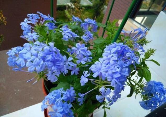 养蓝雪花,巧用"3种肥",枝条多又壮,一开就爆盆,清凉又好看