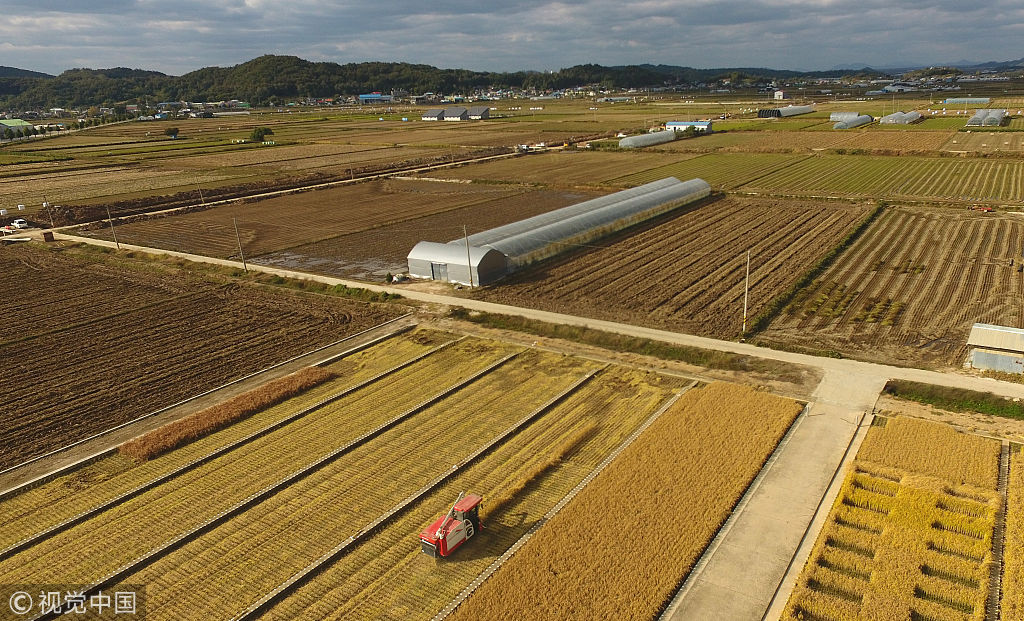 金秋时节韩国农民忙秋收 航拍整齐农田一秒治愈强迫症