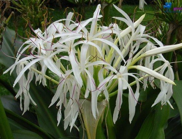 白花石蒜怎么养护开花多?以下3个问题多注意,植株茂密花又多