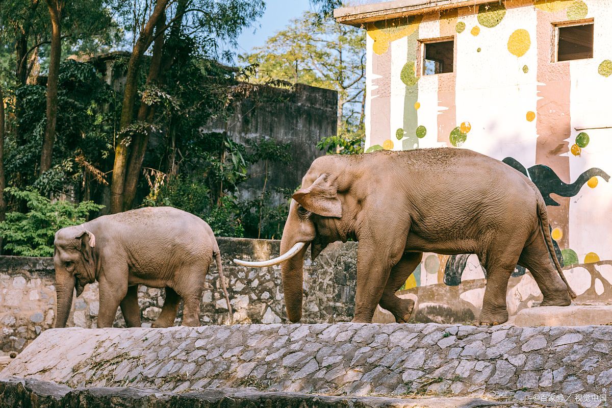 大象- 热门商品专区