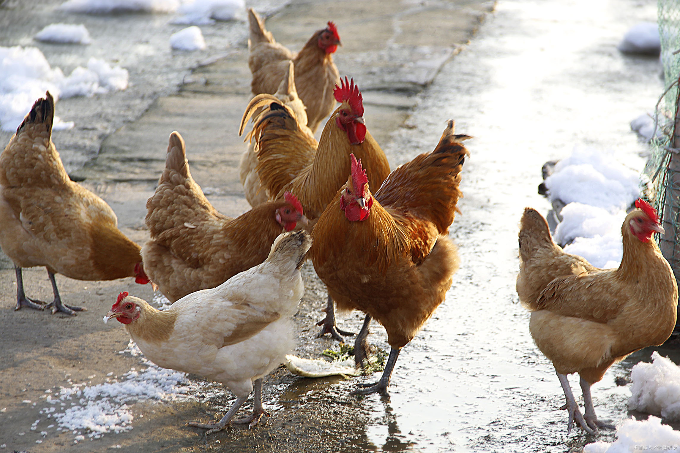 正宗土鸡土鸭 - 2020年最新商品信息聚合专区 - 百度爱采购