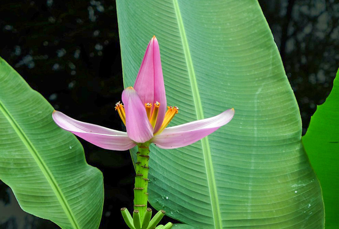 傣族的芭蕉花,好吃,做起了也简单,无需炒,烤