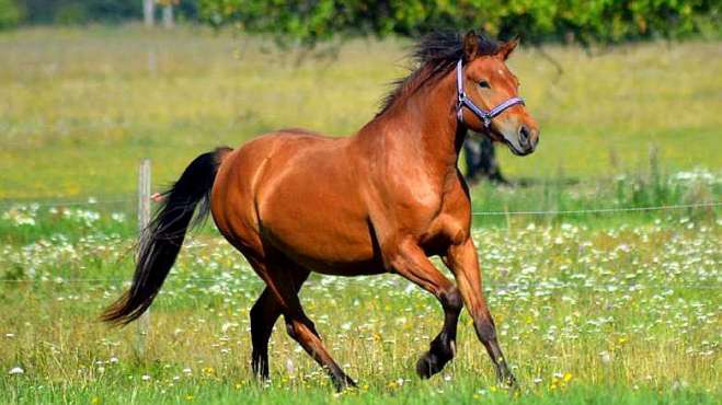 [图]词汇精讲：horse马