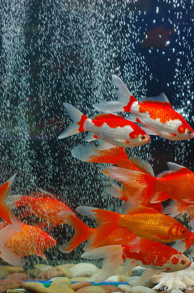 鱼缸- 热门商品专区