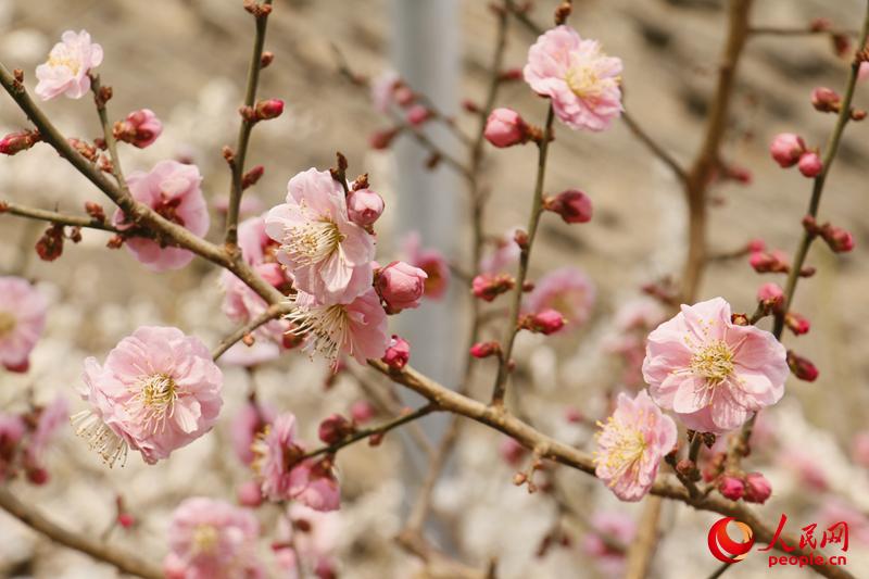 北京明城墙遗址公园梅花盛开