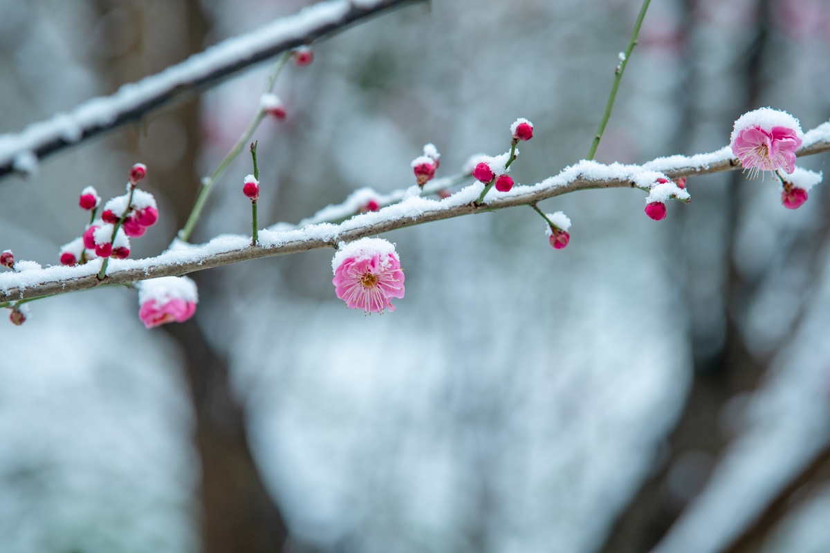 雪漂落在梅花上的美景