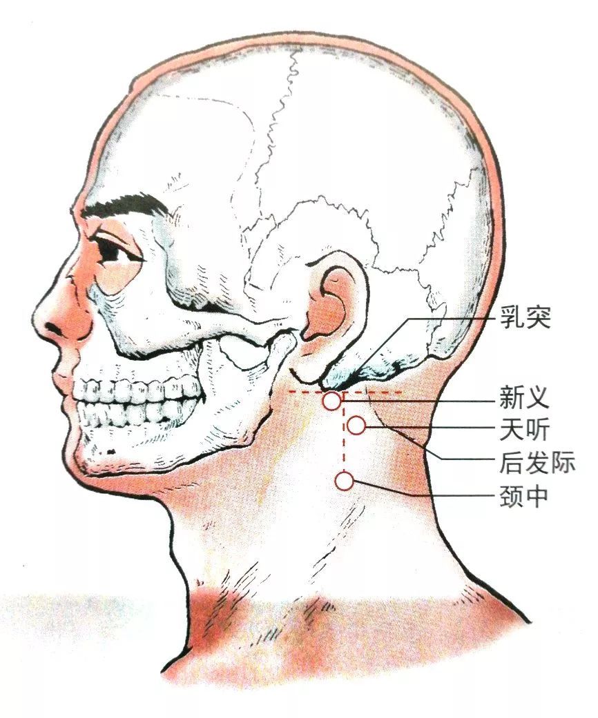 颈前正中线位置图片图片