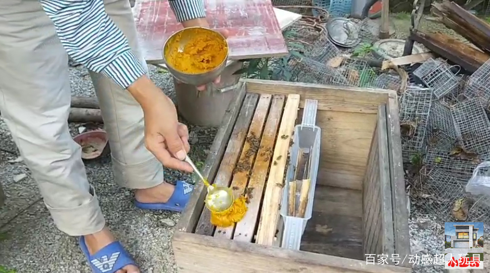 养土蜜蜂的技术方法 蜜蜂的养殖技术和方法