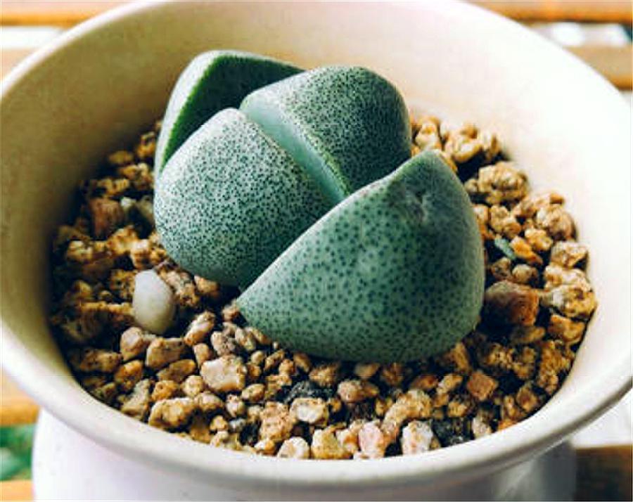 最有贵气的多肉帝玉,长得像金元宝,花朵金灿灿,4招轻松长爆盆