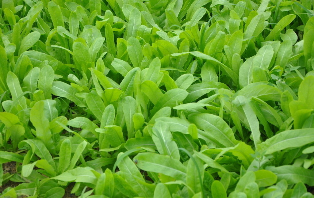 绿- 热门商品专区