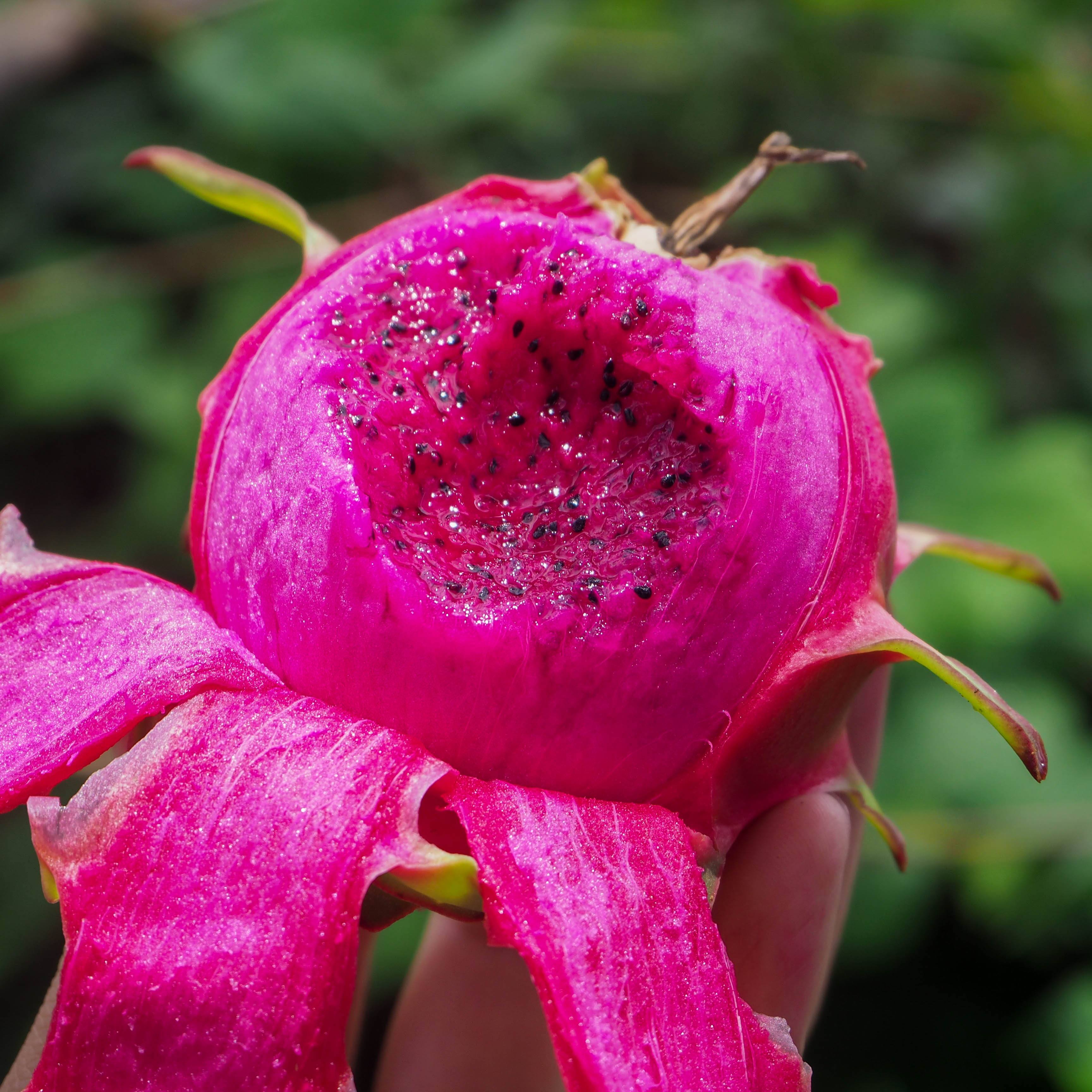 火龙果长在仙人掌上?红心和白心有啥区别?用它做甜品好吃极了!