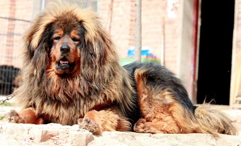 藏獒(英语:tibetan mastiff),又名西藏獒犬,属獒犬类,是一种体型较大