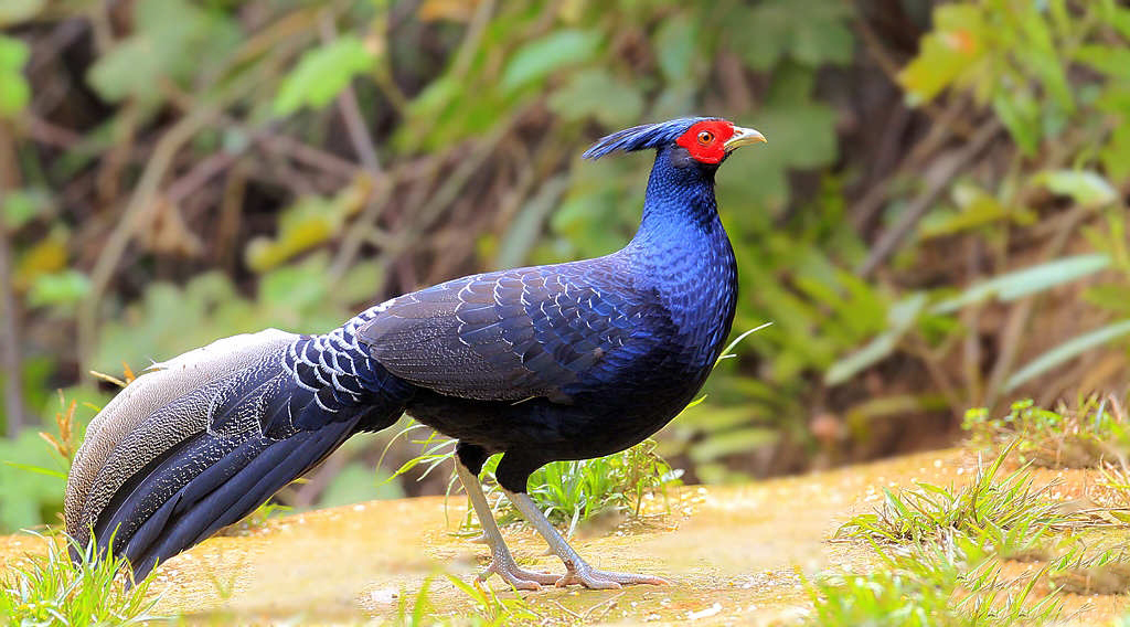 在中国相当罕见的国家二级保护动物 黑鹇