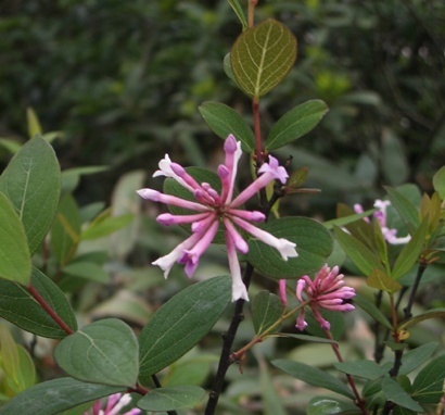 常见植物知识普及——披针叶荛花