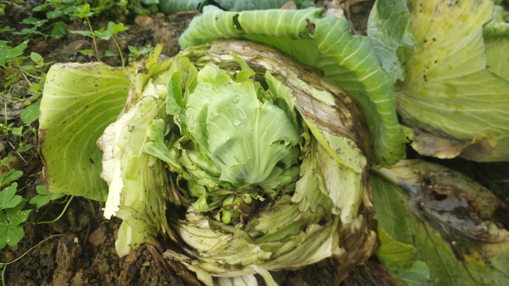 裂球的包菜缩内茎长出新叶抽薹,叶腐烂